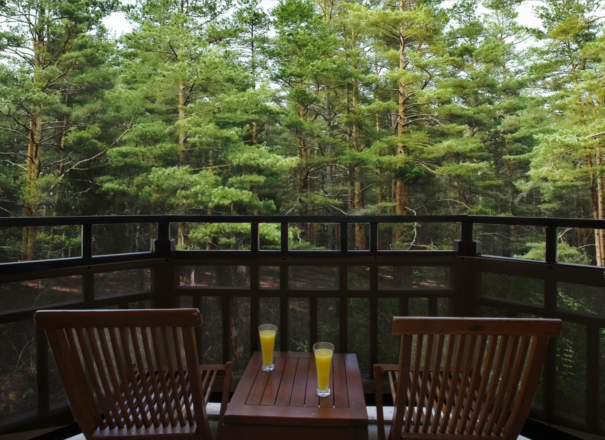 아쿠아월드 베렉 호텔 안탈리아 외부 사진 A view of the forest from the balcony of a guest room